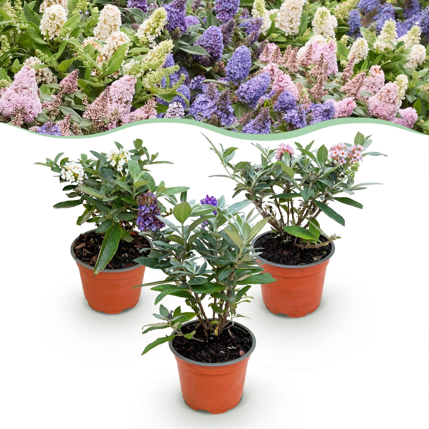 Green boutiQ - Tuinplant - Buddleja davidii Butterfly Candy Little Tricolour - Vlinderstruik - Compact - Roze-Wit-Lila - 3 Planten - Pot 12cm - Hoogte 20-25cm