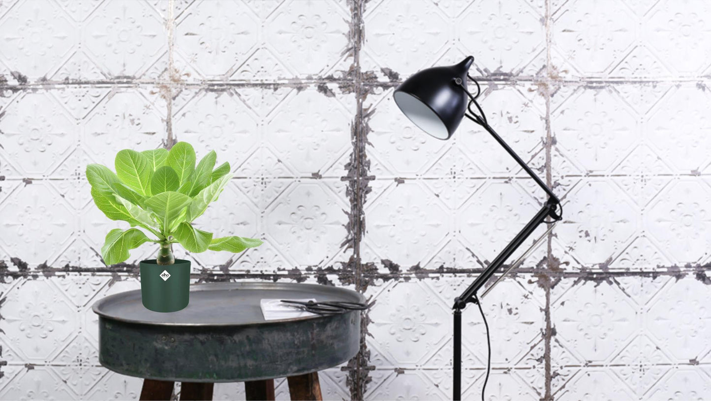 Brighamia Insignis 'Hawaii Palm' P12 - Ø12cm - ↕37cm