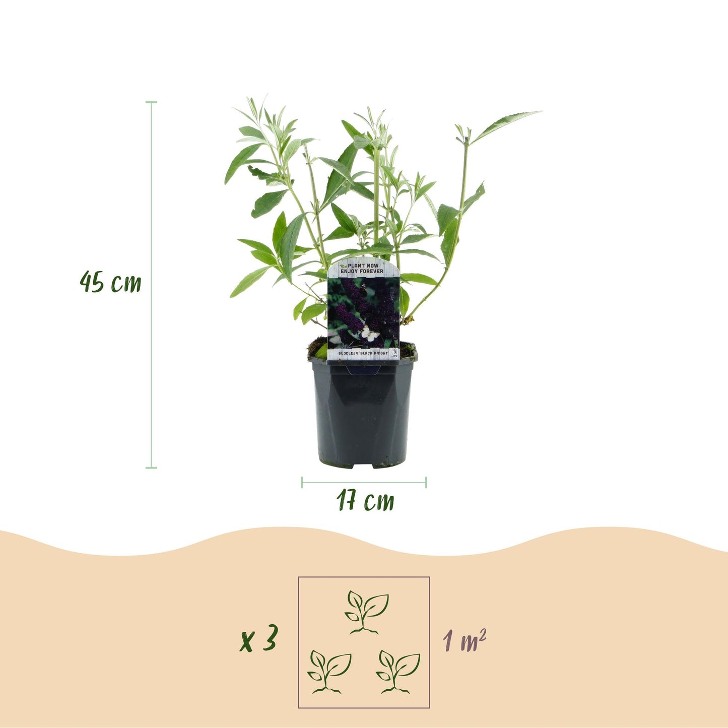 Green boutiQ - Tuinplant - Buddleja davidii Black Night - Vlinderstruik - Winterhard - Paars - 3 Planten - Pot 17cm - Hoogte 45cm