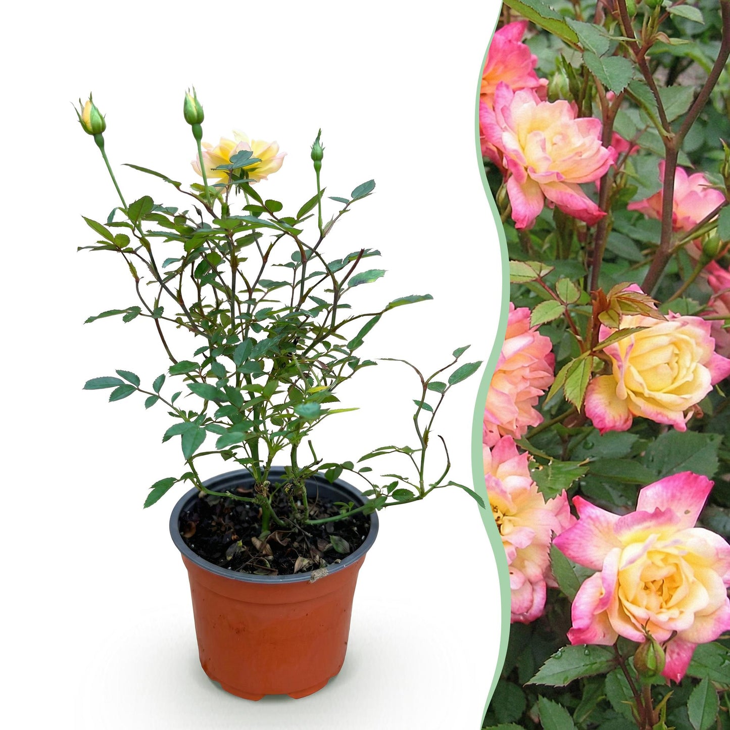 Green boutiQ - Tuin Roos - Rosa Tricolor Fairy - Roos - Winterhard - Geel-Roze - 1 Plant - Pot 12cm - Hoogte Hoogte 20-25cm