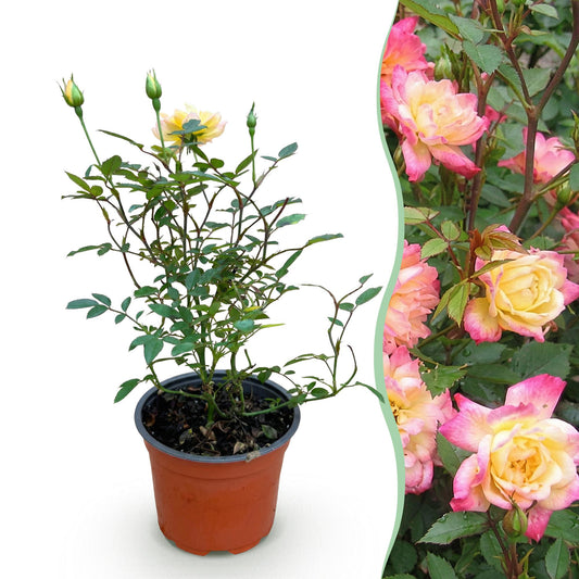 Green boutiQ - Tuin Roos - Rosa Tricolor Fairy - Roos - Winterhard - Geel-Roze - 1 Plant - Pot 12cm - Hoogte Hoogte 20-25cm