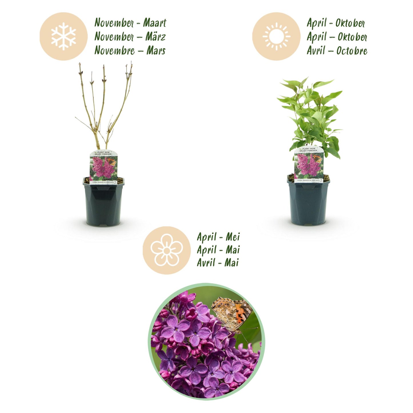 Green boutiQ - Tuinplant - Syringa vulgaris Ludwig Spath - Gewone Sering - Winterhard - Paars - 1 Plant - Pot 17cm - Hoogte 45cm