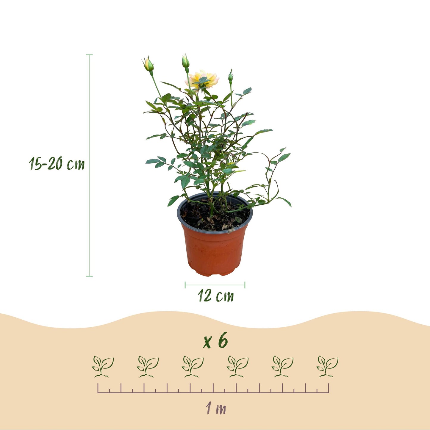 Green boutiQ - Tuin Roos - Rosa Tricolor Fairy - Roos - Winterhard - Geel-Roze - 1 Plant - Pot 12cm - Hoogte Hoogte 20-25cm