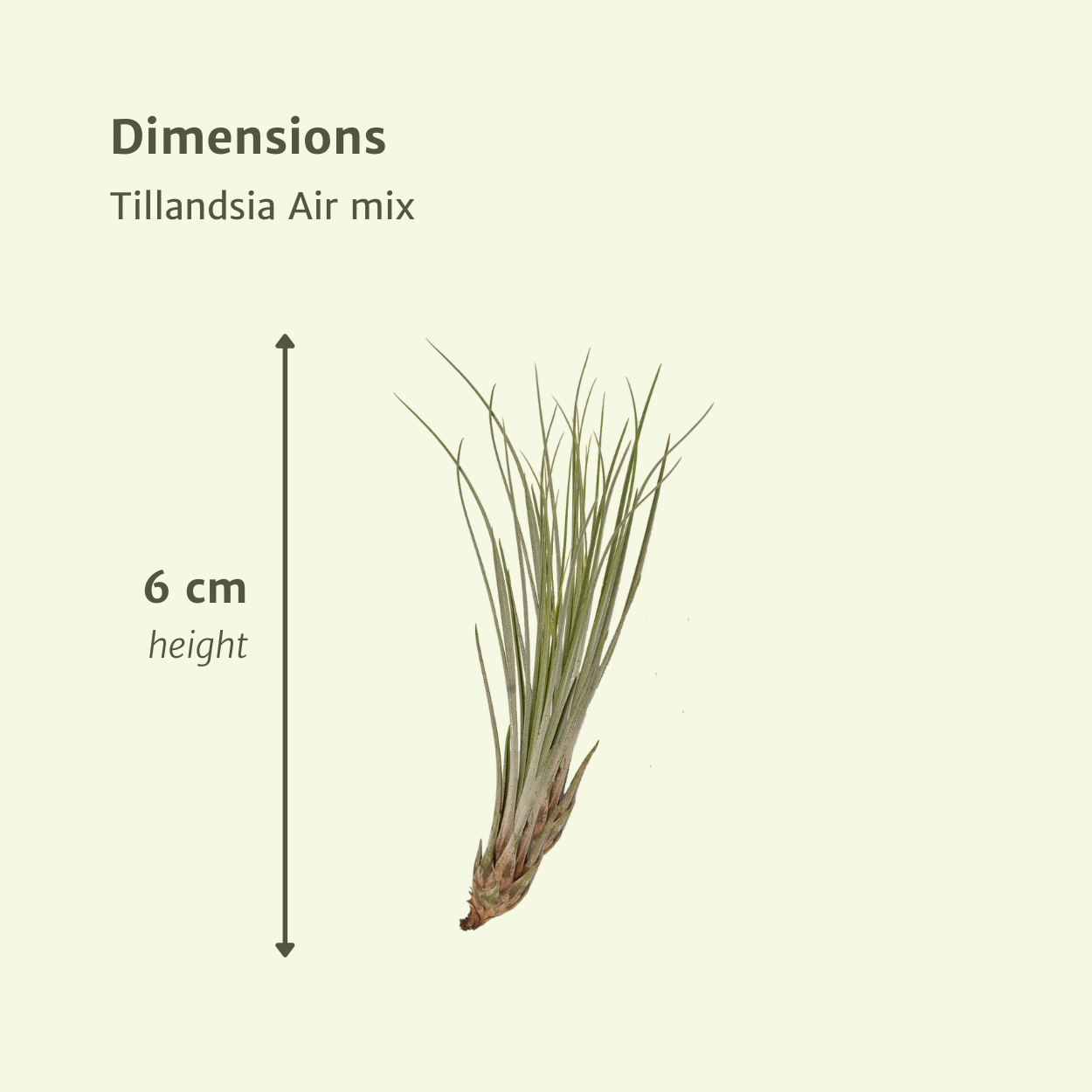 Tillandsia Air mix - 5 stuks - 6 cm - ø6