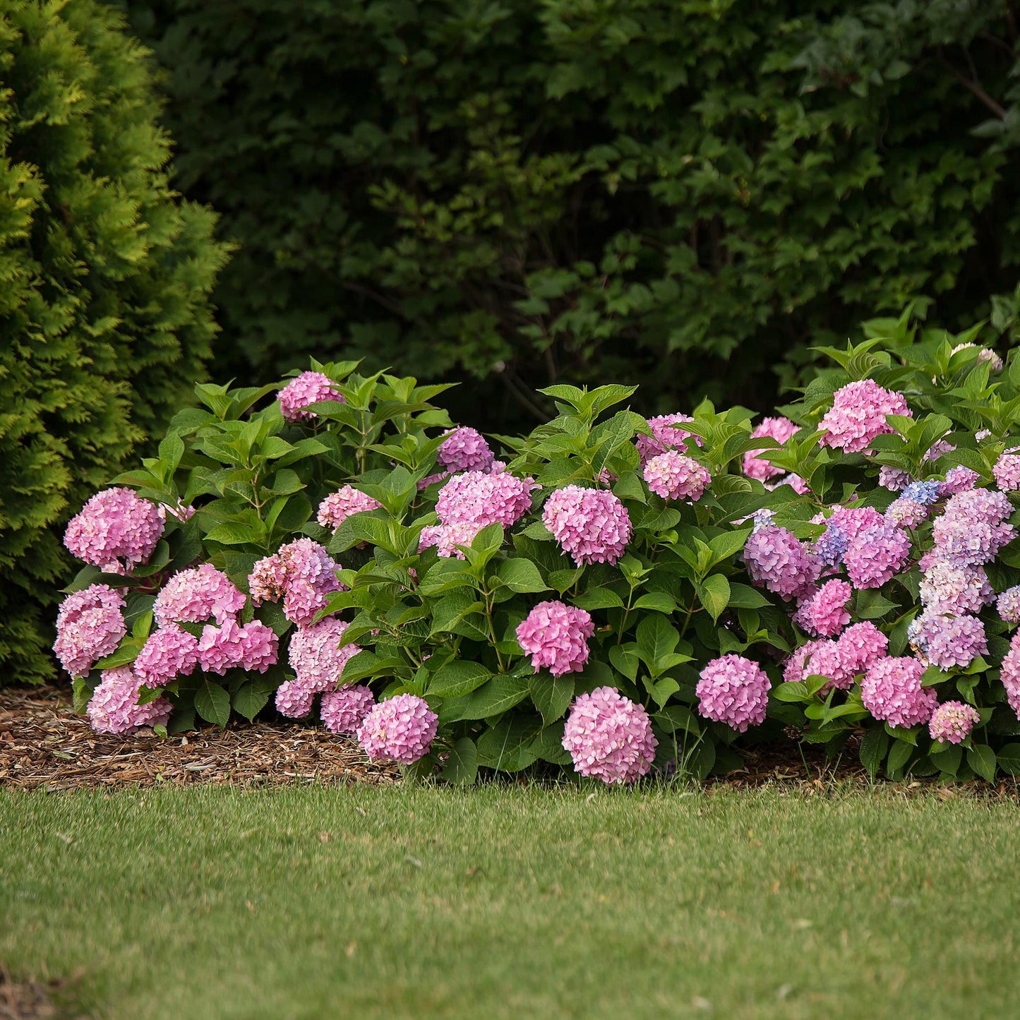 Green boutiQ - Tuinplant - Hydrangea Endles Summer The Original Pink - Hortensia - Winterhard - Roze - 1 Plant - Pot 14cm - Hoogte 20-25cm