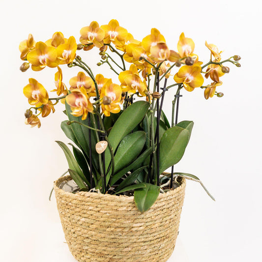 Kolibri Orchids | oranje orchideeënset in Reed Basket incl. waterreservoir | drie oranje orchideeën Las Vegas 12cm | Mono Bouquet oranje met zelfvoorzienend waterreservoir