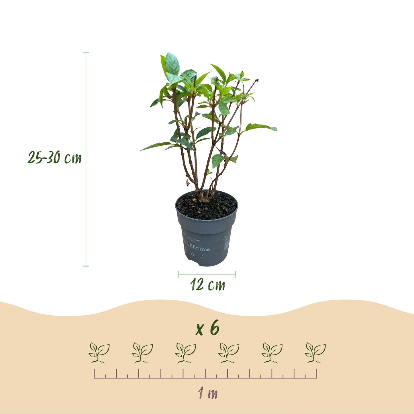 Green boutiQ - Tuinplant - Hydrangea panniculata Living Pink & Rose - Pluimhortensia - Winterhard - Roze - 1 Plant - Pot 12cm - Hoogte Hoogte 20-30cm