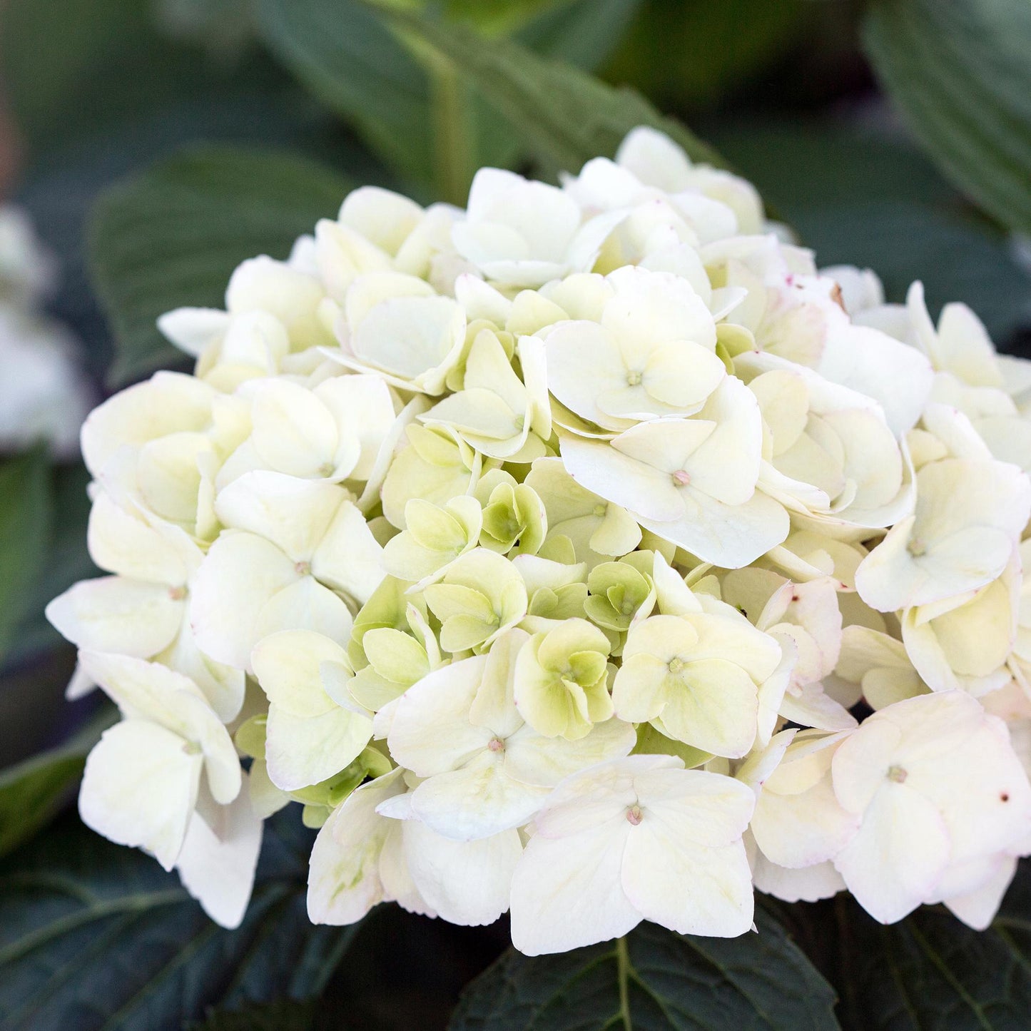 Green boutiQ - Tuinplant - Hydrangea Endles Summer The Bride - Hortensia - Winterhard - Wit - 1 Plant - Pot 14cm - Hoogte 20-25cm