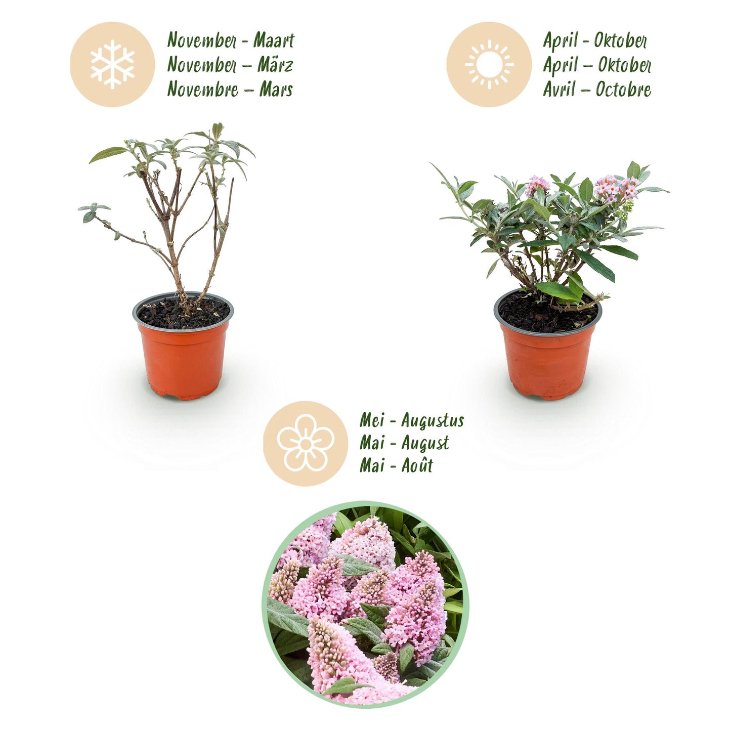 Green boutiQ - Tuinplant - Buddleja davidii Butterfly Candy Little Pink - Vlinderstruik - Compact - Roze - 1 Plant - Pot 12cm - Hoogte 20-25cm