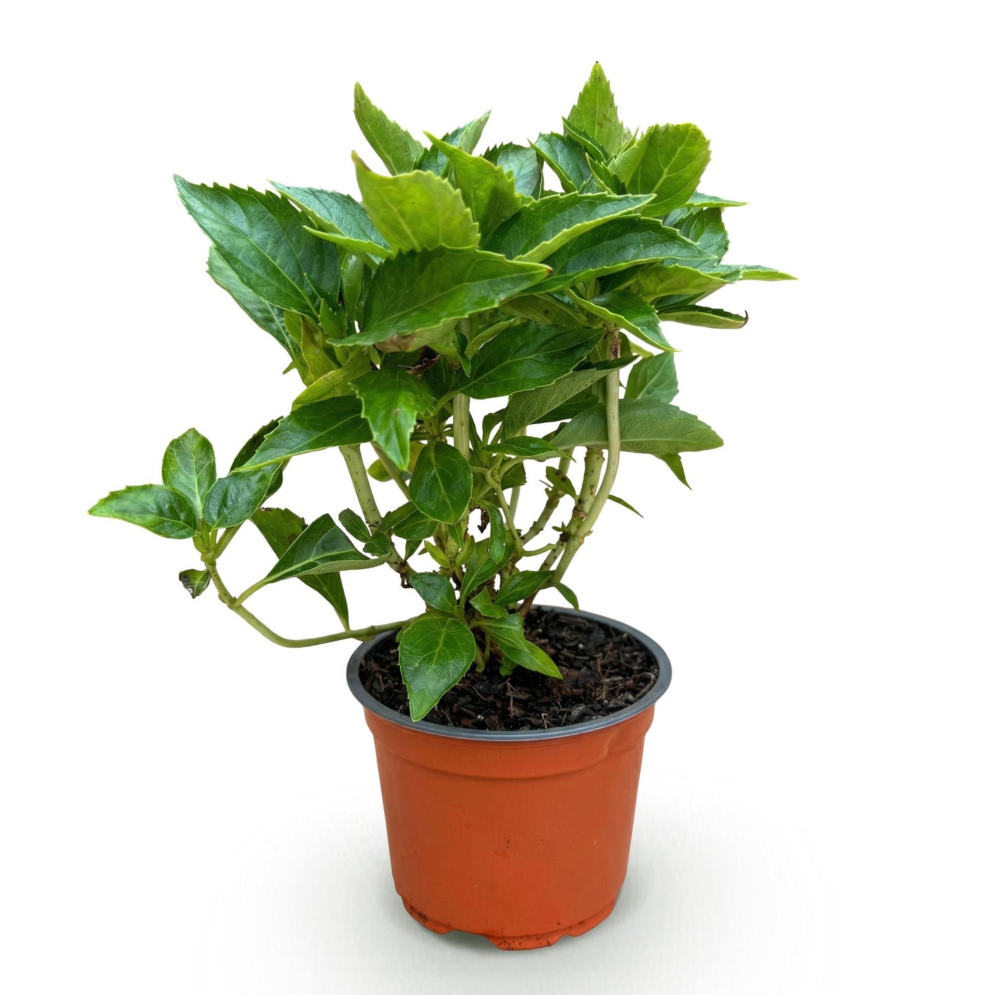 Green boutiQ - Tuinplant - Hydrangea macrophylla Roze - Hortensia - Winterhard - Roze - 1 Plant - Pot 12cm - Hoogte Hoogte 20-30cm
