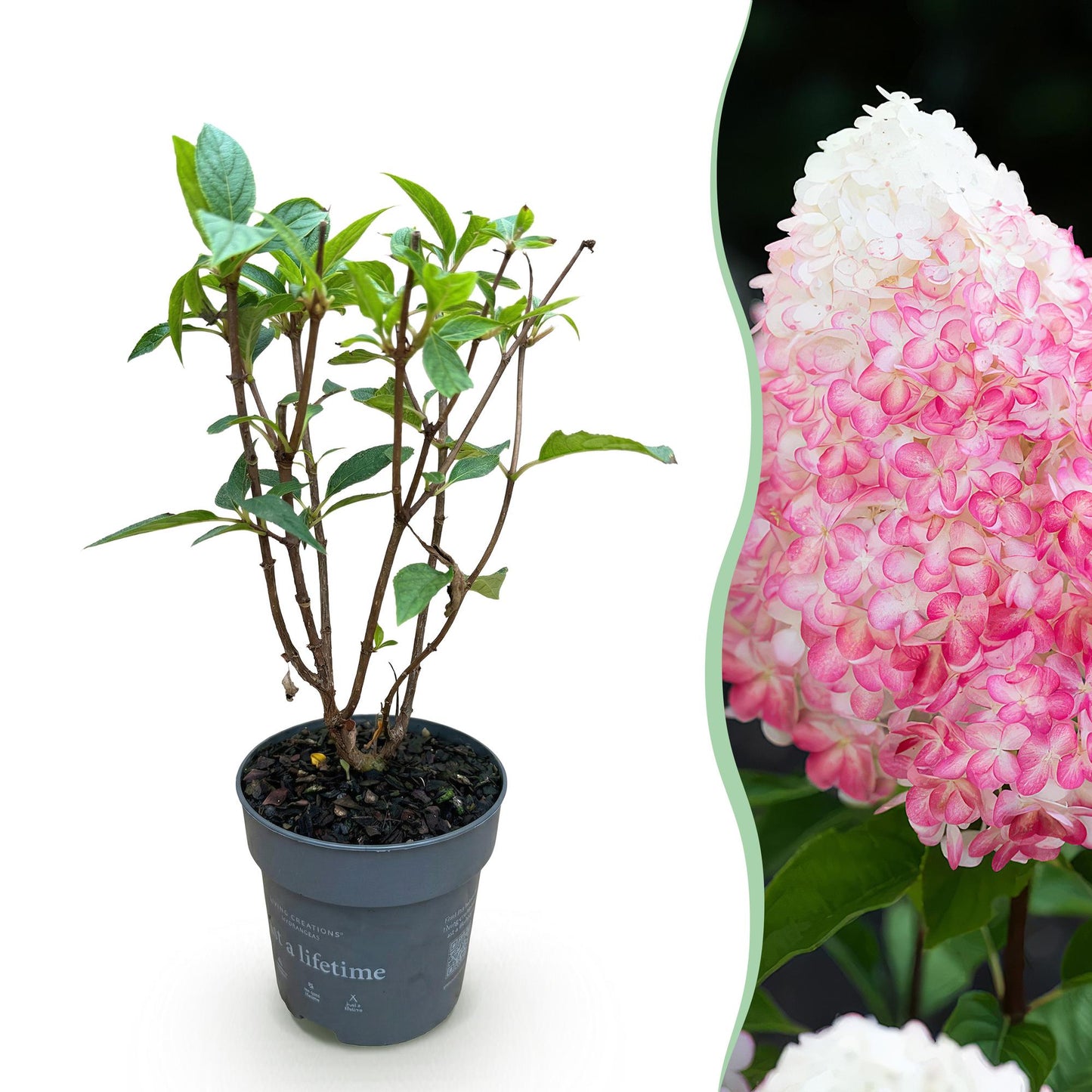 Green boutiQ - Tuinplant - Hydrangea panniculata Living Pink & Rose - Pluimhortensia - Winterhard - Roze - 1 Plant - Pot 12cm - Hoogte Hoogte 20-30cm