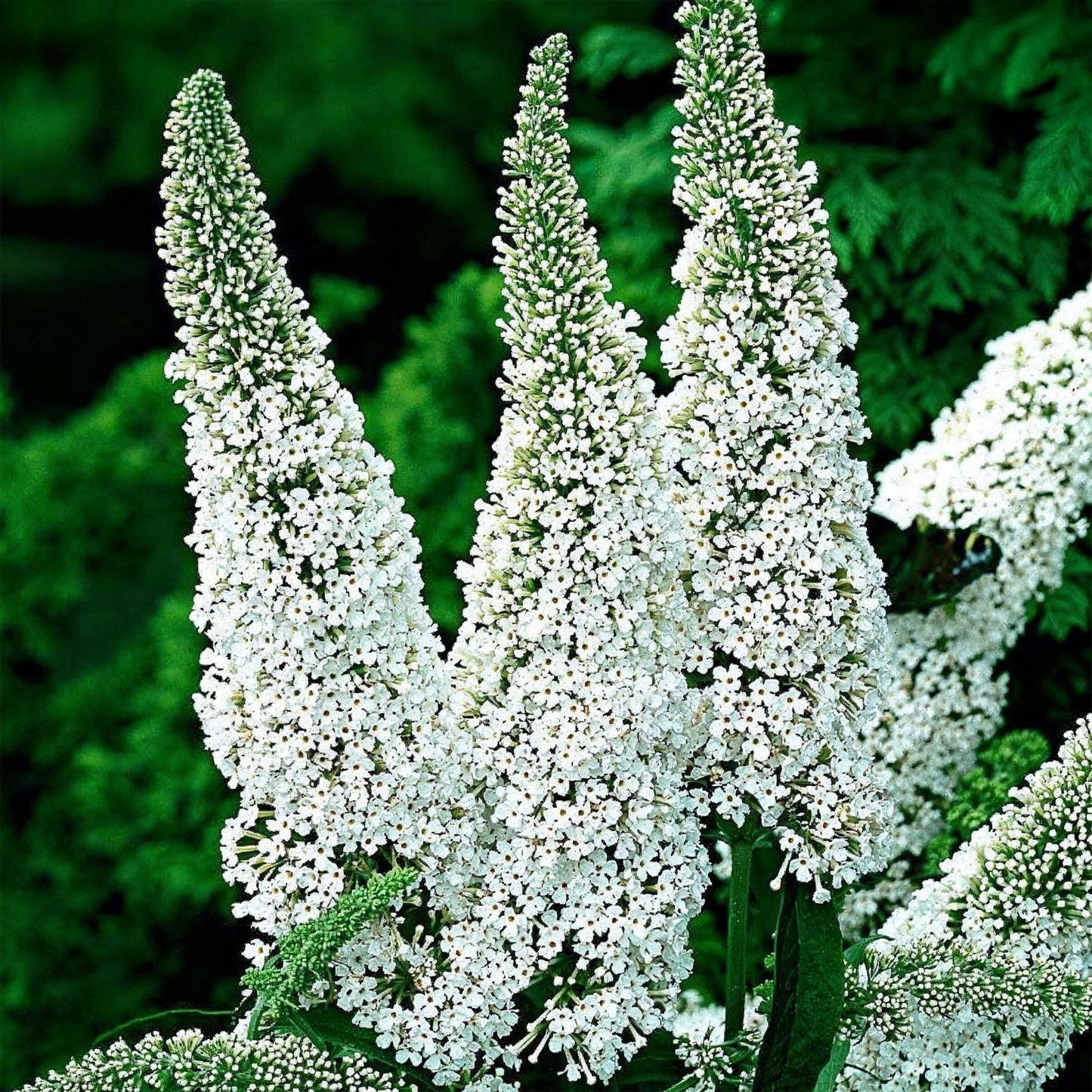 Green boutiQ - Tuinplant - Buddleja davidii White Profusion - Vlinderstruik - Winterhard - Wit - 3 Planten - Pot 17cm - Hoogte 45cm
