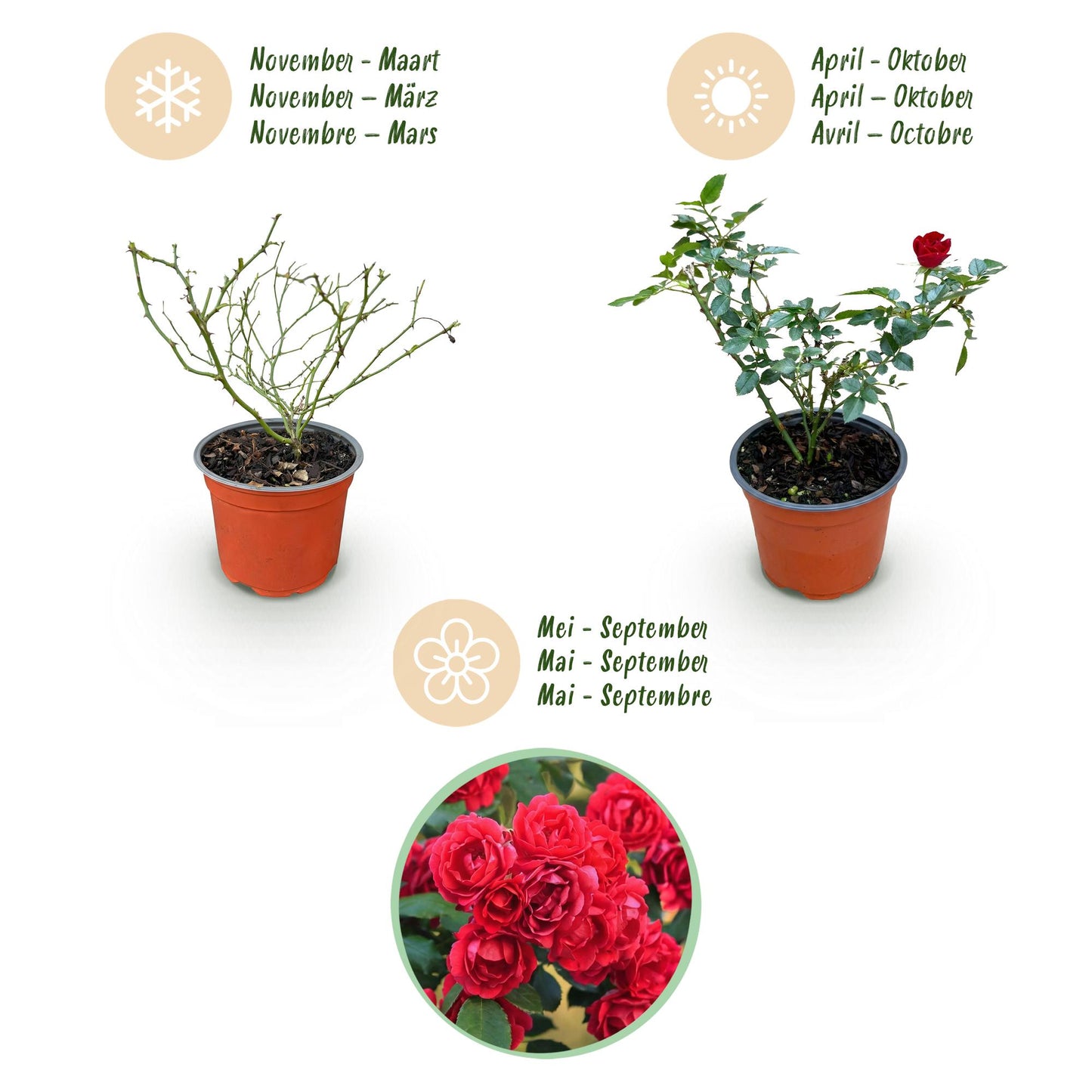 Green boutiQ - Tuin Roos - Rosa Rote The Fairy - Roos - Winterhard - Rood - 1 Plant - Pot 12cm - Hoogte Hoogte 20-25cm