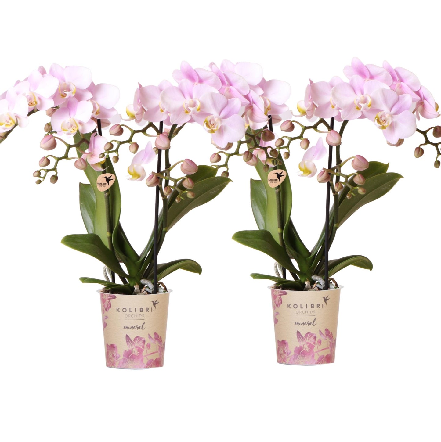 Kolibri Orchids | COMBI DEAL van 2 Phalaenopsis orchideeën - Portugal - potmaat Ø9cm | bloeiende kamerplant - vers van de kweker