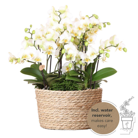 Kolibri Orchids | witte plantenset in Reed Basket incl. waterreservoir | drie witte orchideeën Lausanne 9cm en drie groene planten | Jungle Bouquet wit met zelfvoorzienend waterreservoir