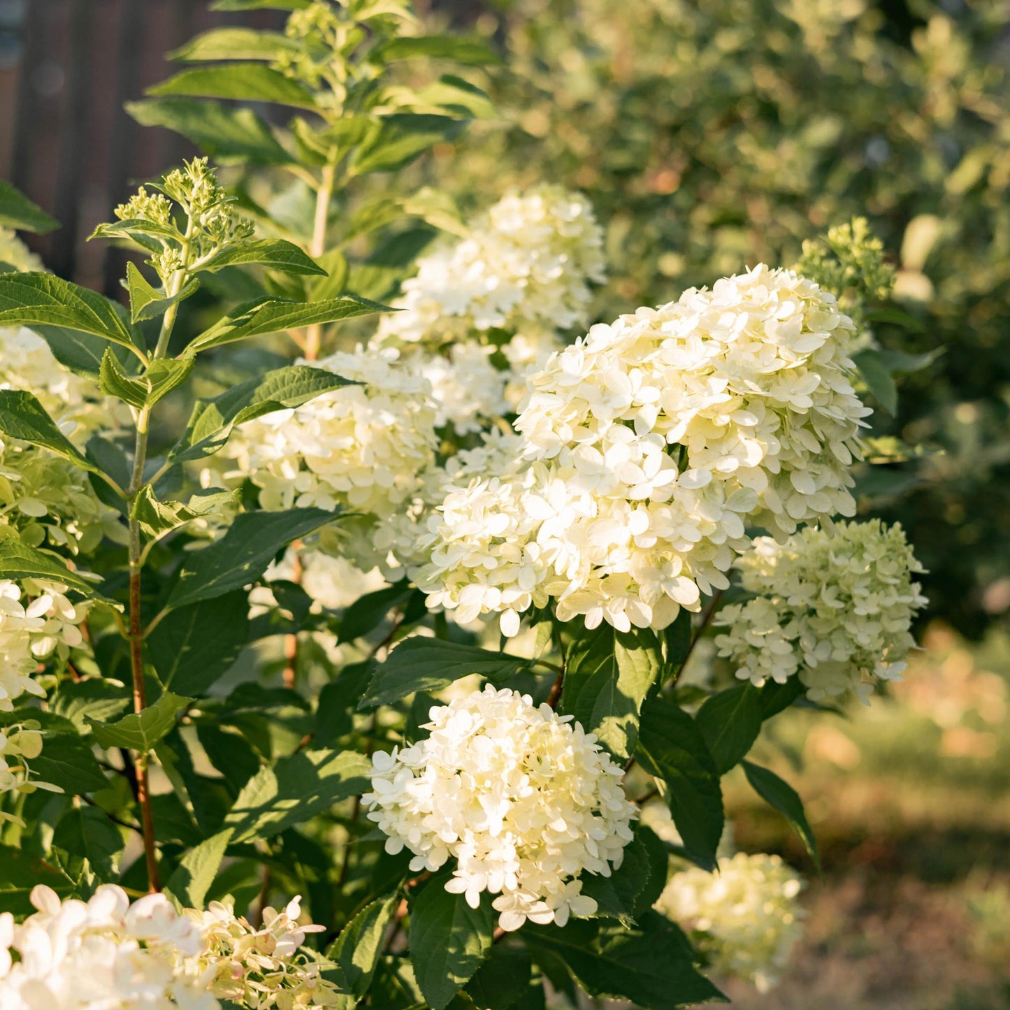 Green boutiQ - Tuinplant - Hydrangea panniculata Limelight - Pluimhortensia - Winterhard - Lime Groen - 1 Plant - Pot 12cm - Hoogte Hoogte 20-30cm