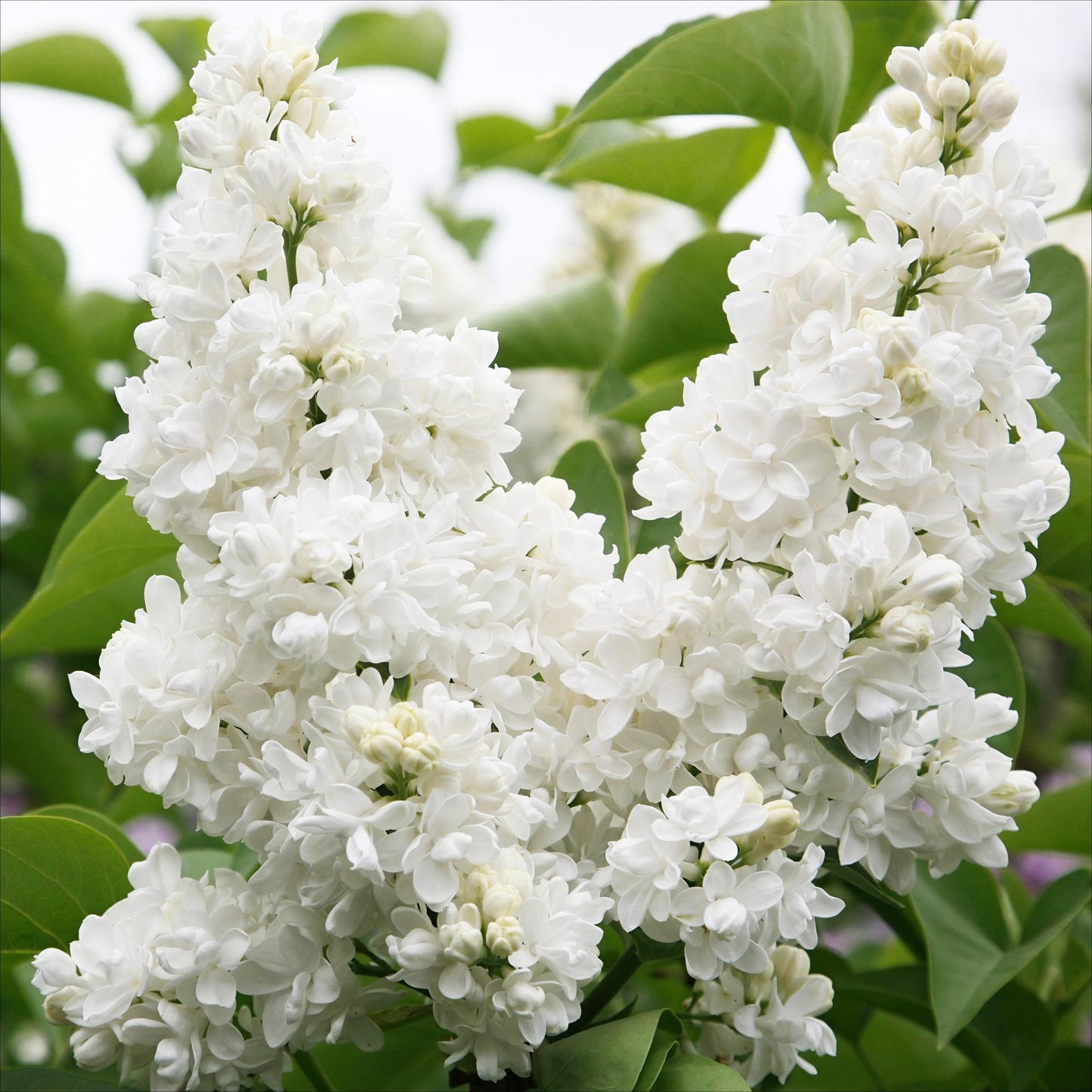 Green boutiQ - Tuinplant - Syringa vulgaris mme Lemoine - Gewone Sering - Winterhard - Wit - 1 Plant - Pot 17cm - Hoogte 45cm