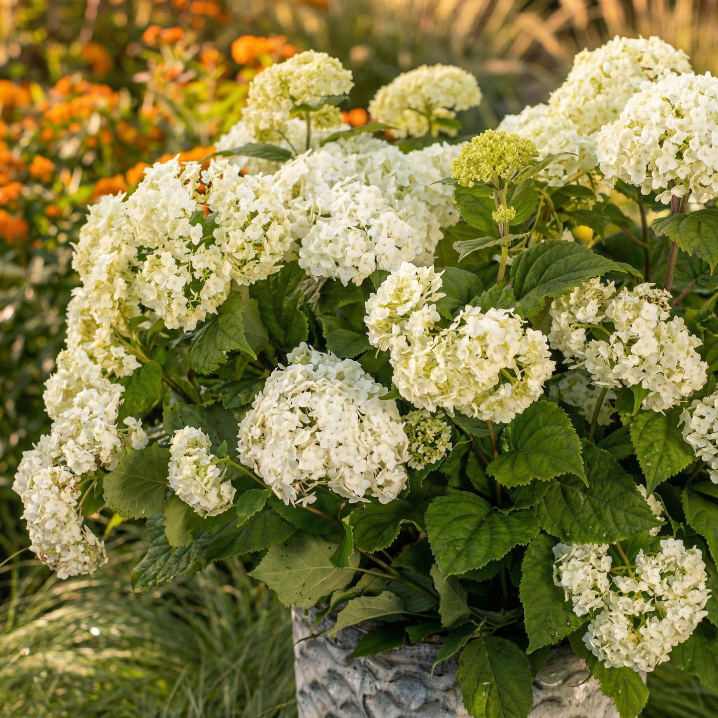 Green boutiQ - Tuinplant - Hydrangea arborescens FlowerWOW - Hortensia - Winterhard - Wit - 1 Plant - Pot 14cm - Hoogte Hoogte 20-30cm