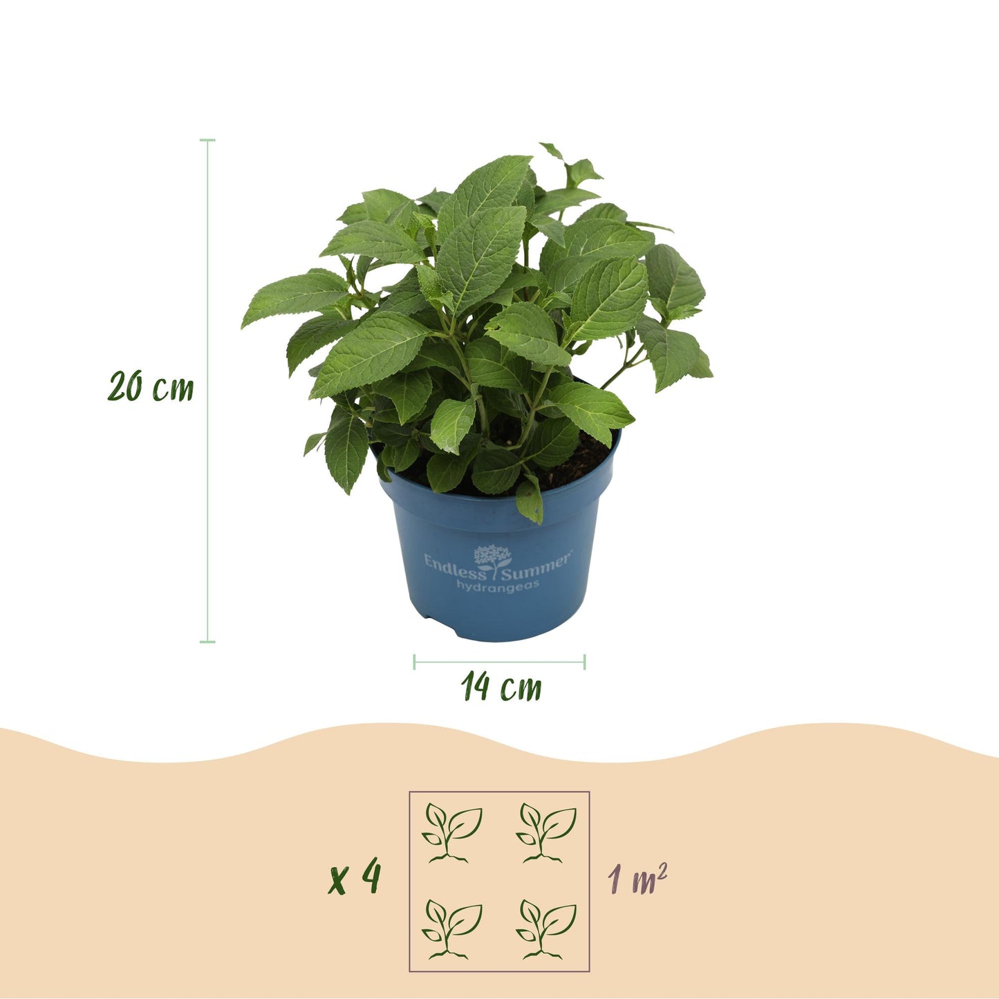 Green boutiQ - Tuinplant - Hydrangea Endles Summer Summer Love Red - Hortensia - Winterhard - Rood - 2 Planten - Pot 14cm - Hoogte 20-25cm