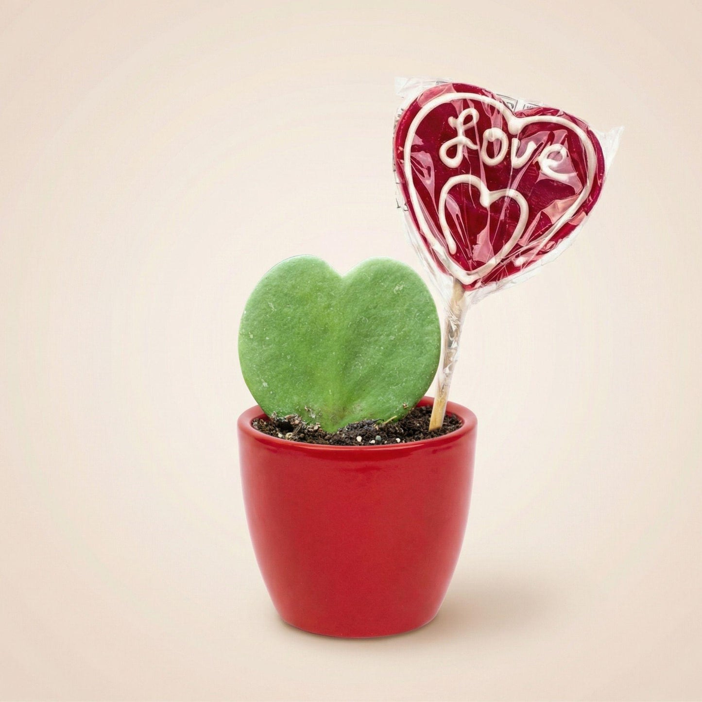 Sweetheart Plant Set - Groene Mini Gift - Pot & Plant Set - Rood