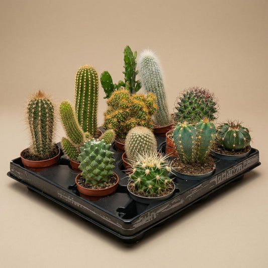 Cactus Set van 6 in Keramische Mini Potjes San Juan -  ↑ 8–12 cm