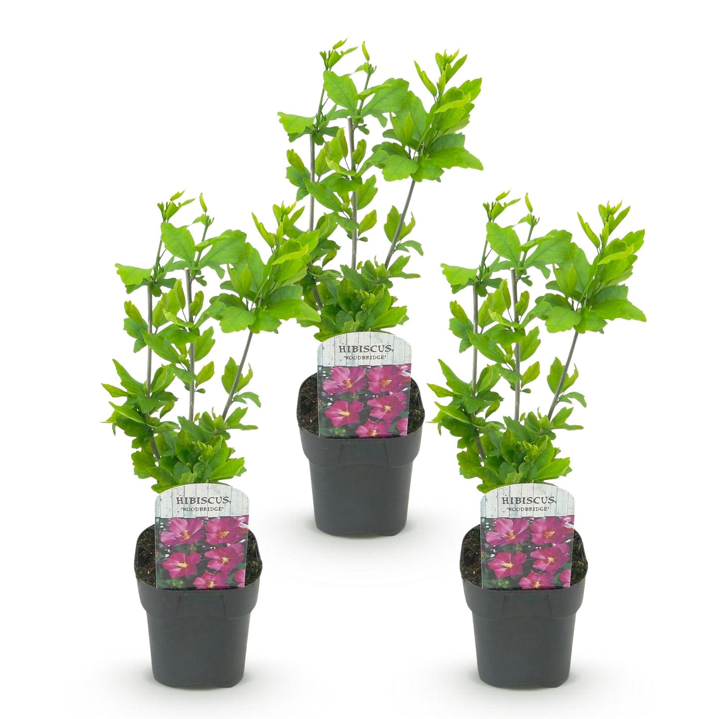 Green boutiQ - Tuinplant - Hibiscus syriacus Woodbridge - Tuin Hibiscus - Winterhard - Roze - 3 Planten - Pot 17cm - Hoogte 45cm