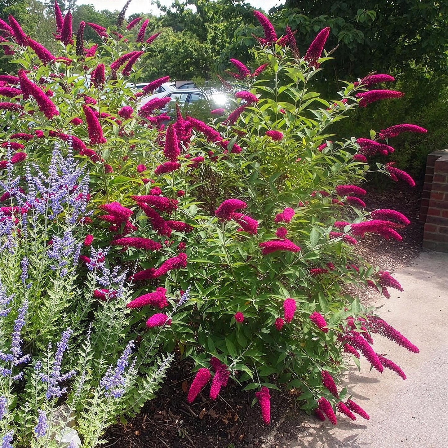Green boutiQ - Tuinplant - Buddleja davidii Royal Red - Vlinderstruik - Winterhard - Rood - 3 Planten - Pot 17cm - Hoogte 45cm