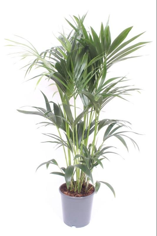Howea Forsteriana - Ø24cm - ↕130cm