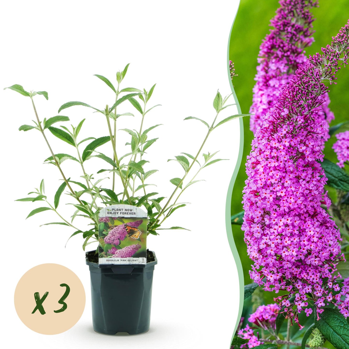 Green boutiQ - Tuinplant - Buddleja davidii Pink Delight - Vlinderstruik - Winterhard - Roze - 3 Planten - Pot 17cm - Hoogte 45cm
