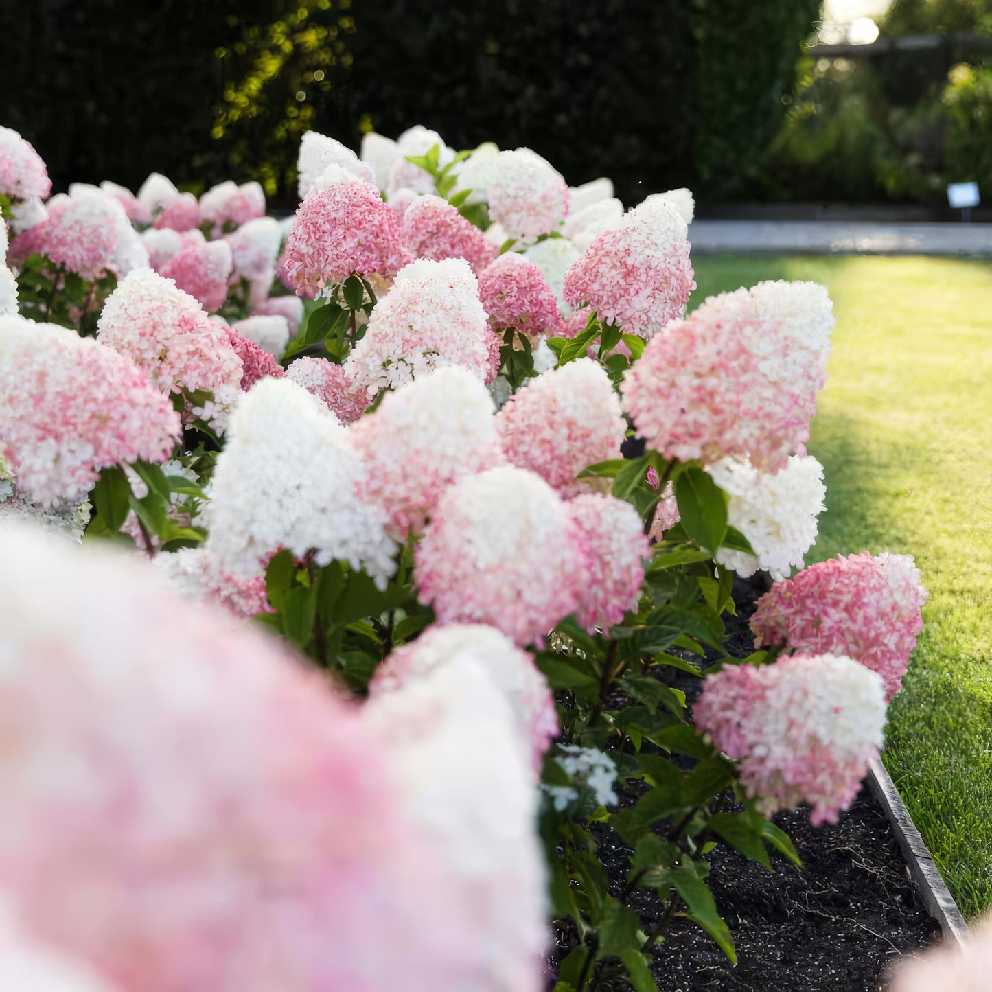 Green boutiQ - Tuinplant - Hydrangea panniculata Living Pink & Rose - Pluimhortensia - Winterhard - Roze - 1 Plant - Pot 12cm - Hoogte Hoogte 20-30cm