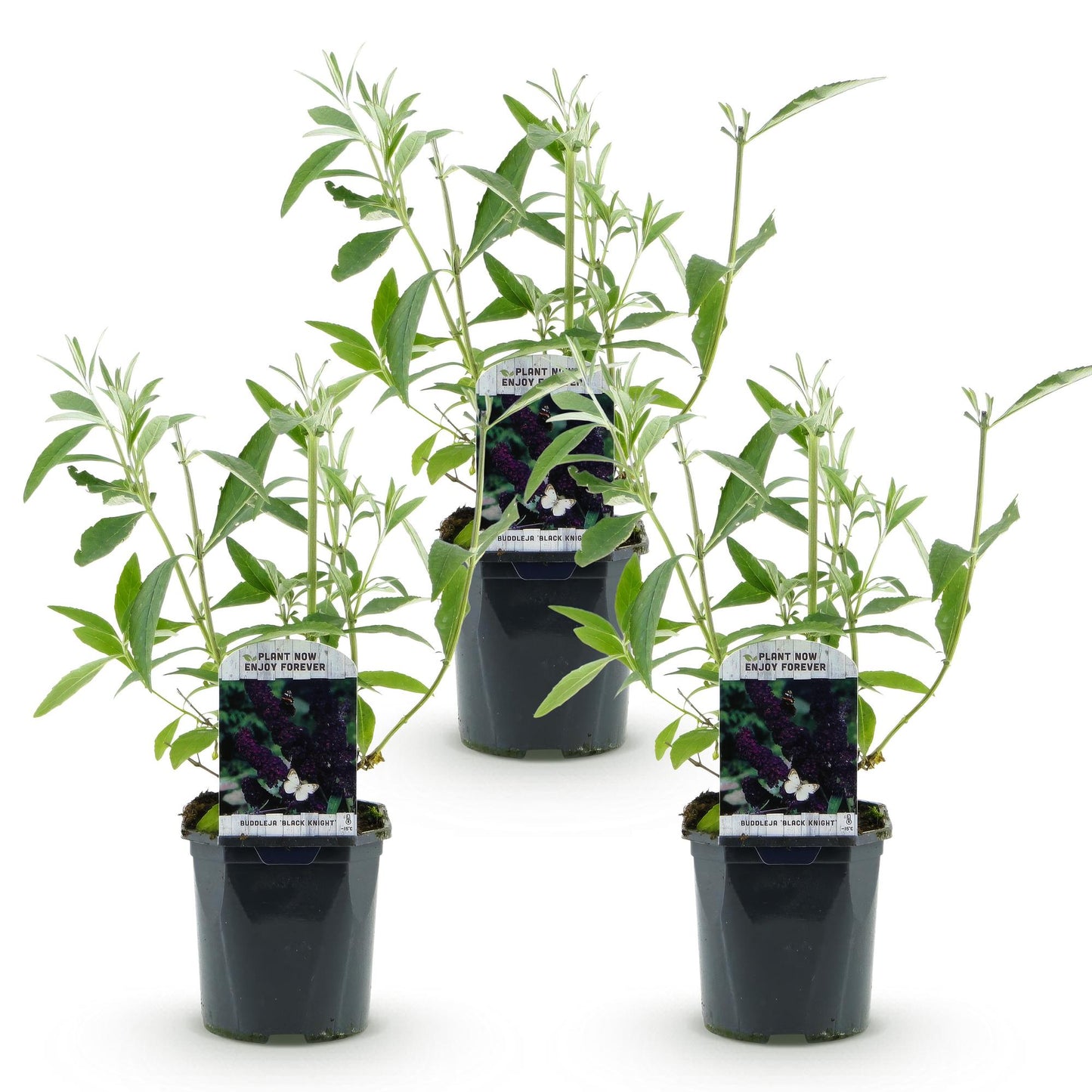 Green boutiQ - Tuinplant - Buddleja davidii Black Night - Vlinderstruik - Winterhard - Paars - 3 Planten - Pot 17cm - Hoogte 45cm