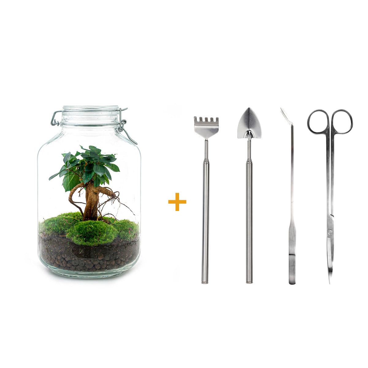DIY terrarium - Jar - Ficus Ginseng bonsai - ↕ 28 cm - Rake + Shovel + Tweezer + Scissors