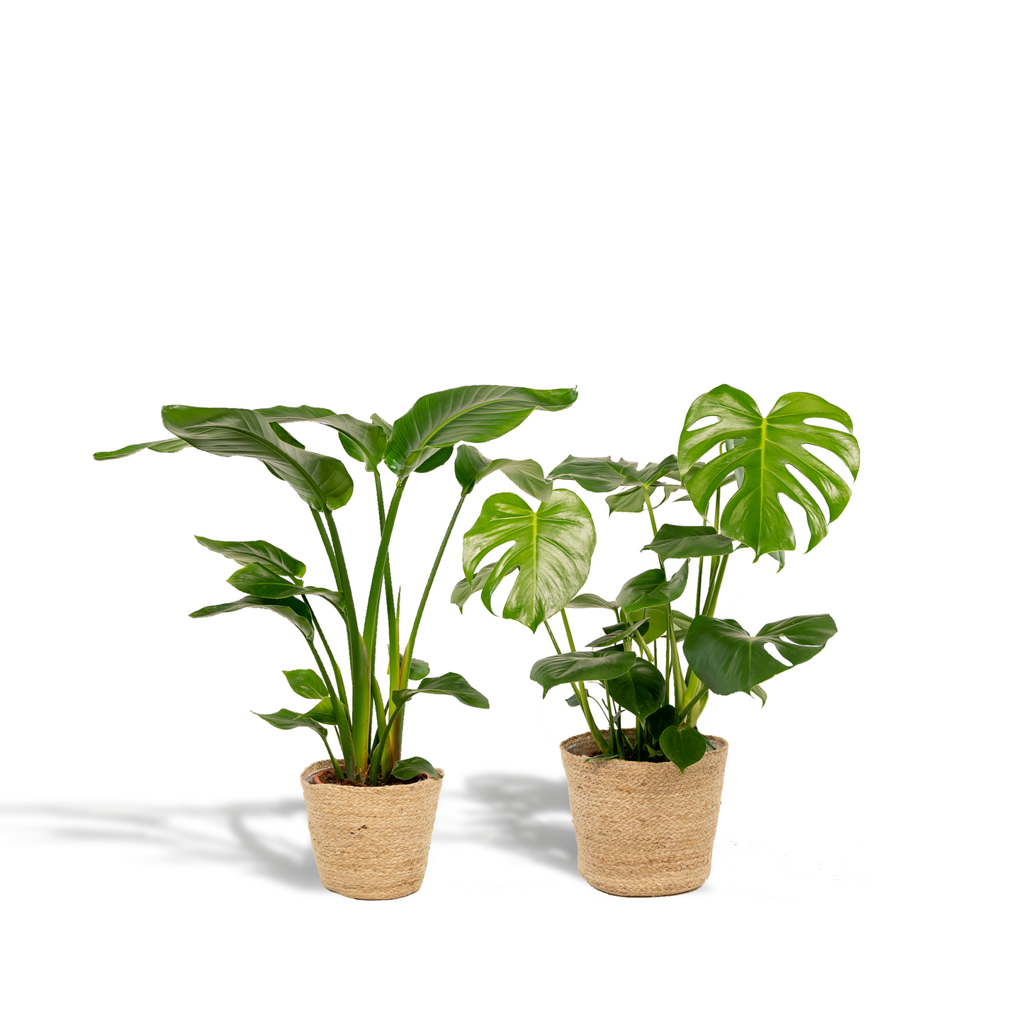 Strelitzia Nicolai - Ø19cm - ↕85cm + Monstera Deliciosa - Ø21cm - ↕75cm + Mand Selin