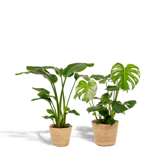 Strelitzia Nicolai - Ø19cm - ↕85cm + Monstera Deliciosa - Ø21cm - ↕75cm + Mand Selin