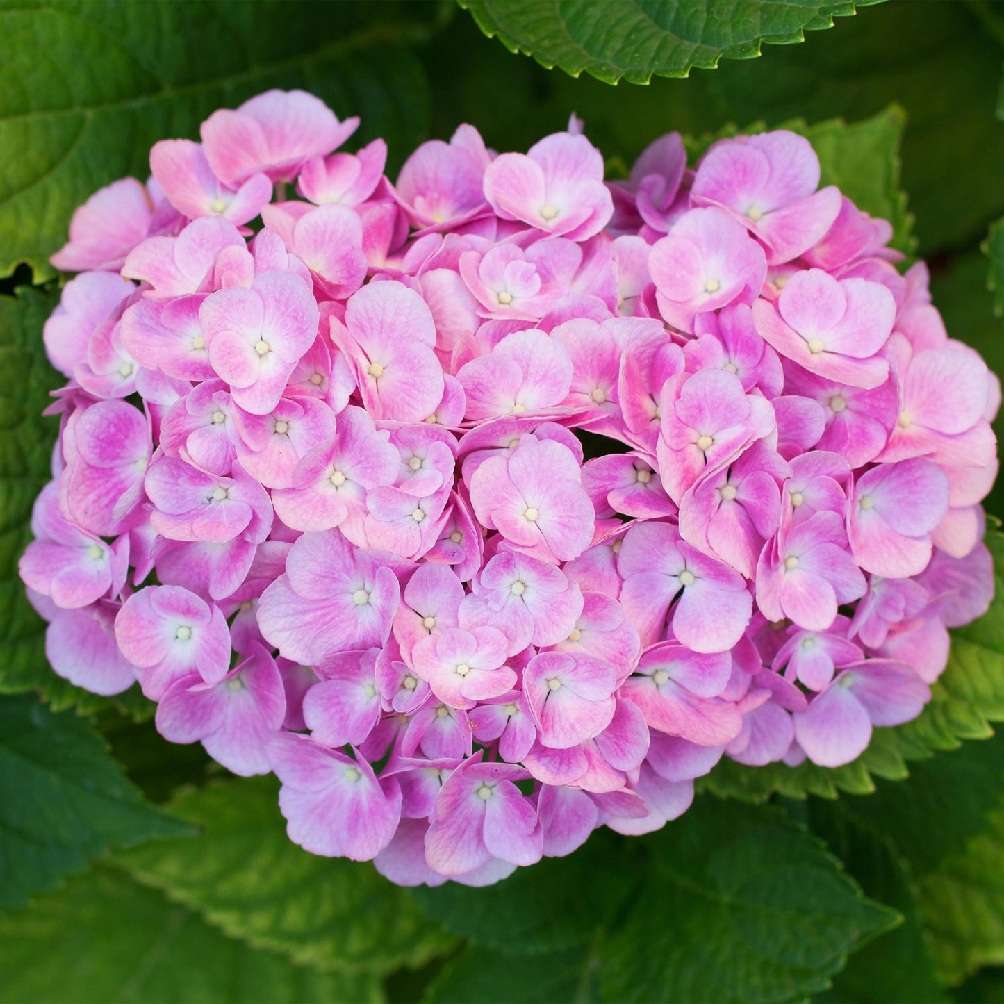 Green boutiQ - Tuinplant - Hydrangea macrophylla Roze - Hortensia - Winterhard - Roze - 1 Plant - Pot 12cm - Hoogte Hoogte 20-30cm