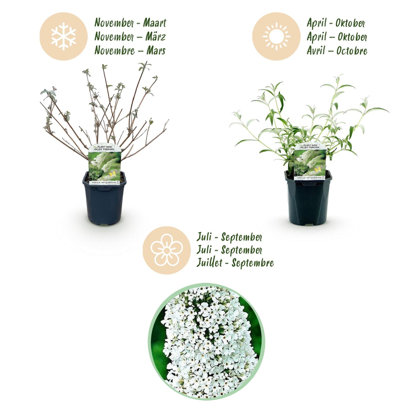 Green boutiQ - Tuinplant - Buddleja davidii White Profusion - Vlinderstruik - Winterhard - Wit - 3 Planten - Pot 17cm - Hoogte 45cm