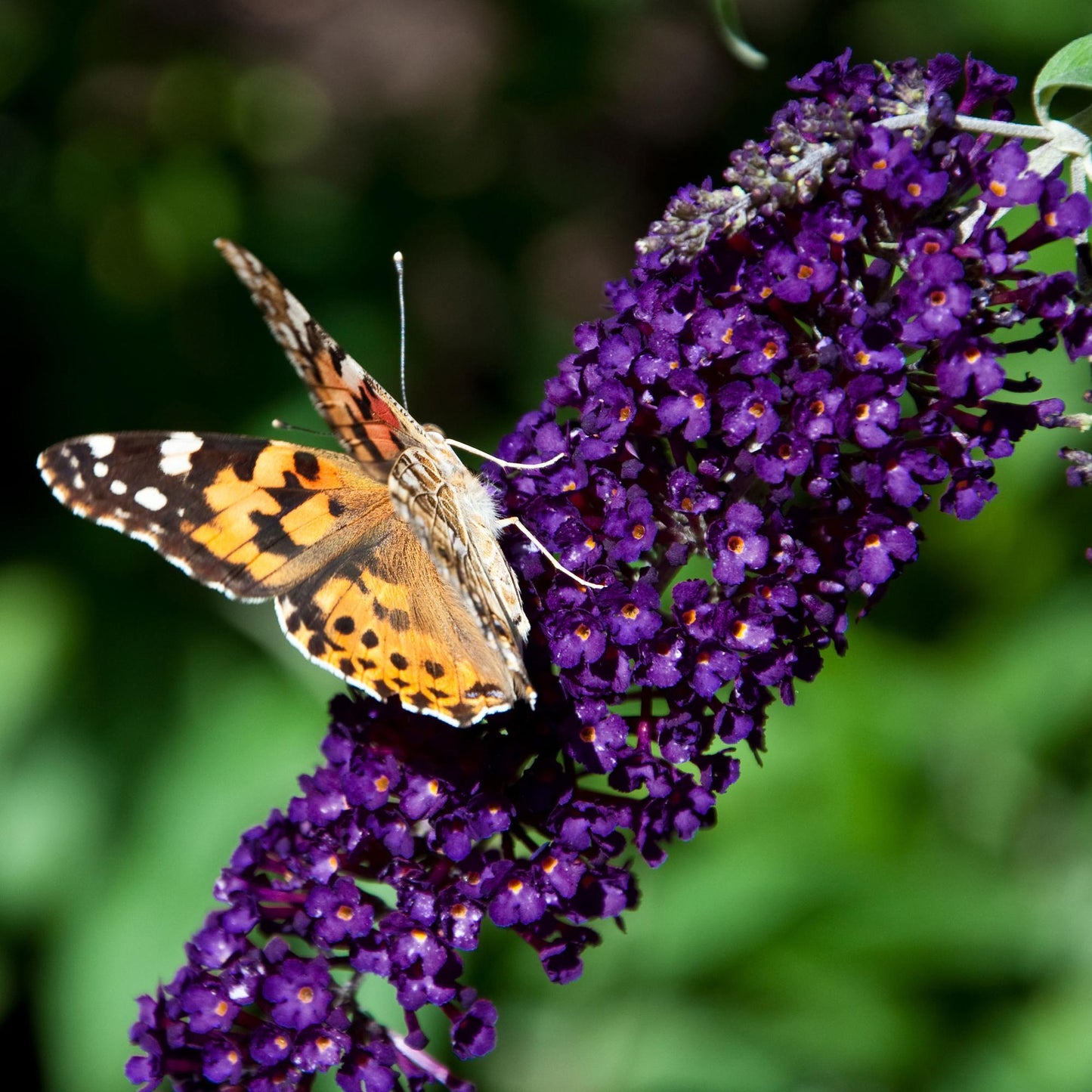 Green boutiQ - Tuinplant - Buddleja davidii Black Night - Vlinderstruik - Winterhard - Paars - 3 Planten - Pot 17cm - Hoogte 45cm
