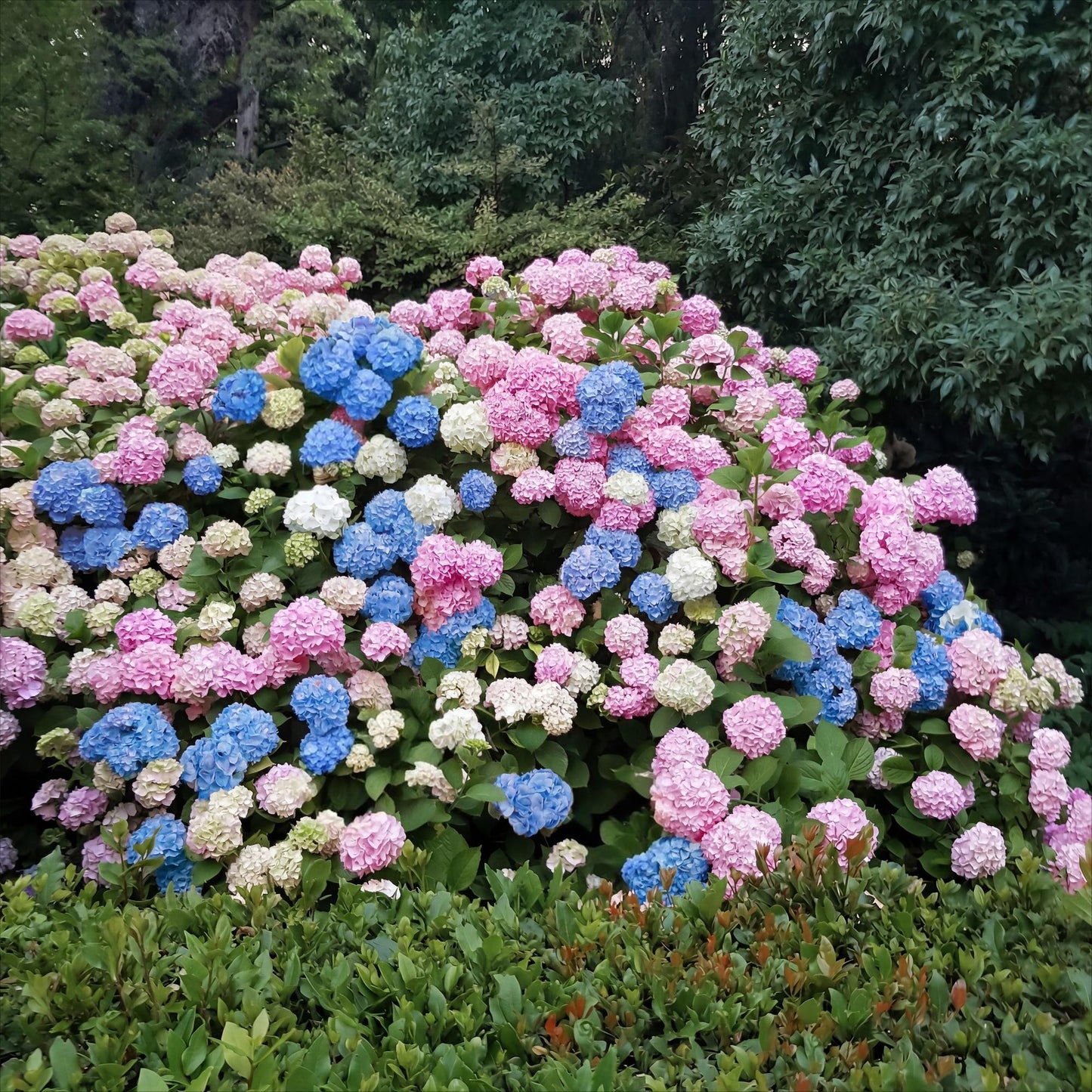 Green boutiQ - Tuinplant - Hydrangea macrophylla Tricolour - Hortensia - Winterhard - Roze-Blauw-Wit - 3 Planten - Pot 12cm - Hoogte Hoogte 20-30cm