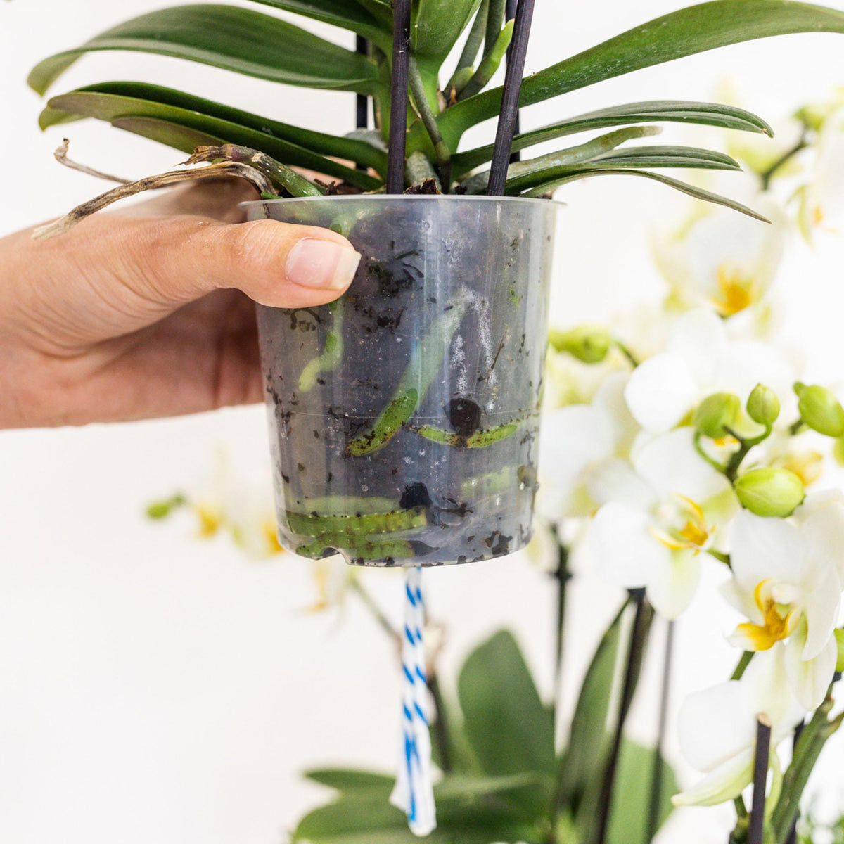 Mono Bouquet wit | 3 witte orchideeën Niagara Fall in mand met waterreservoir
