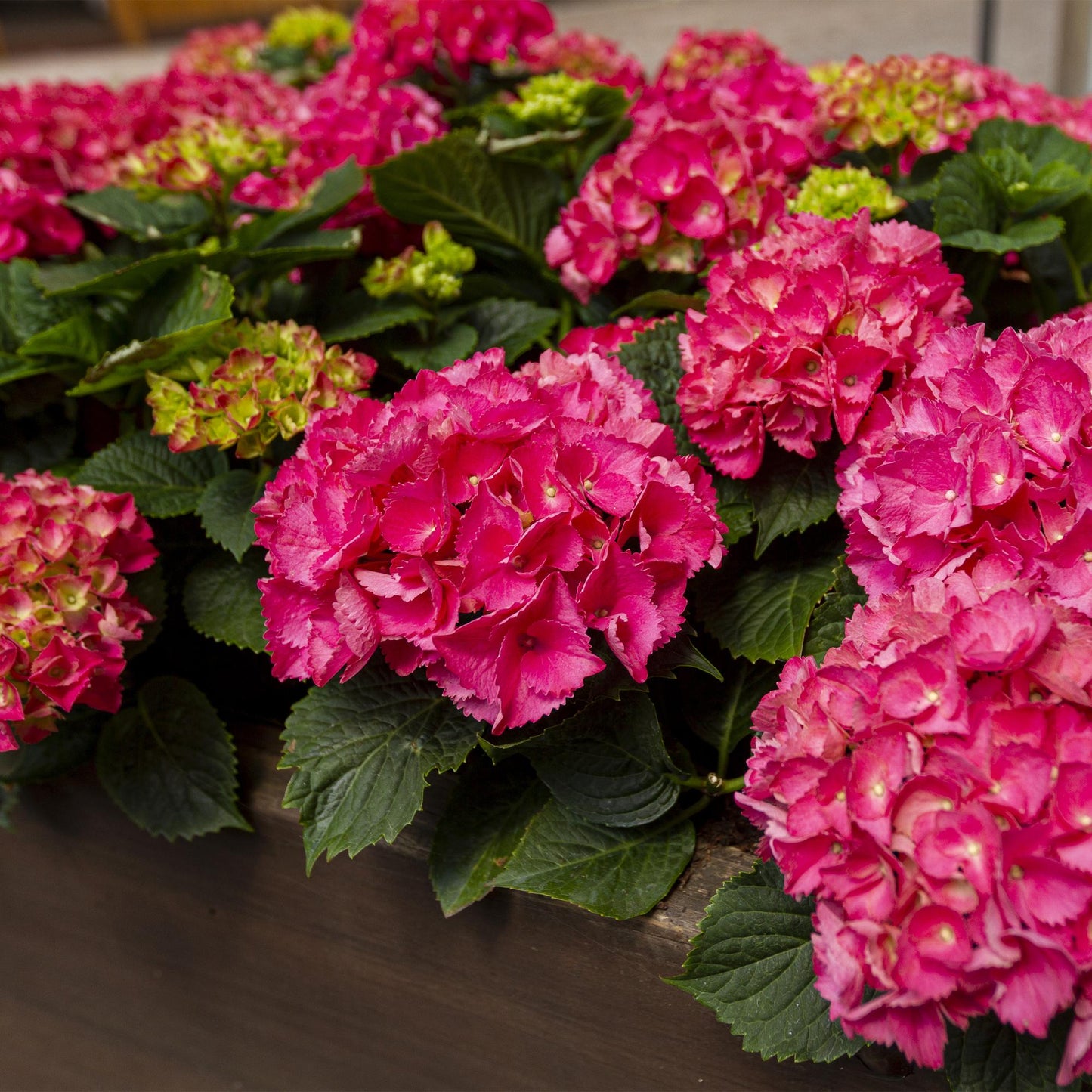 Green boutiQ - Tuinplant - Hydrangea macrophylla Rood - Hortensia - Winterhard - Rood - 1 Plant - Pot 12cm - Hoogte Hoogte 20-30cm