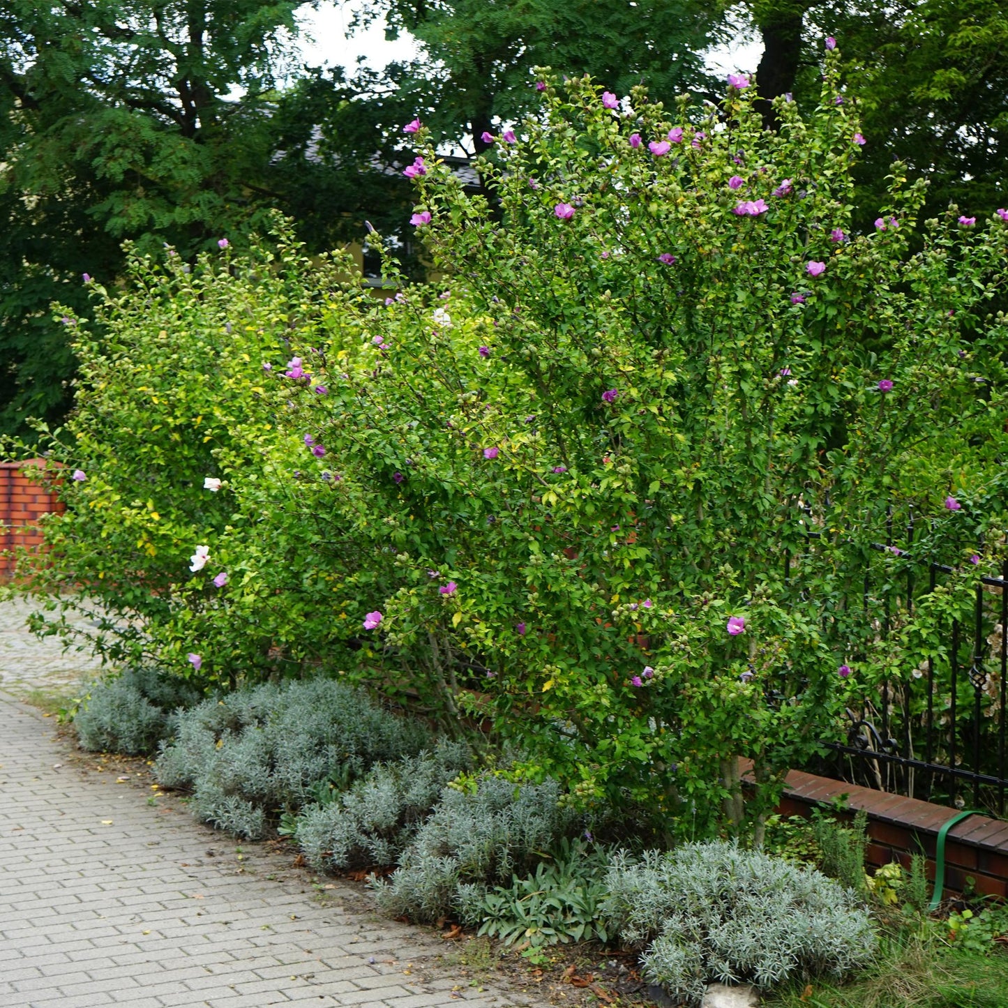 Green boutiQ - Tuinplant - Hibiscus syriacus Woodbridge - Tuin Hibiscus - Winterhard - Roze - 3 Planten - Pot 17cm - Hoogte 45cm