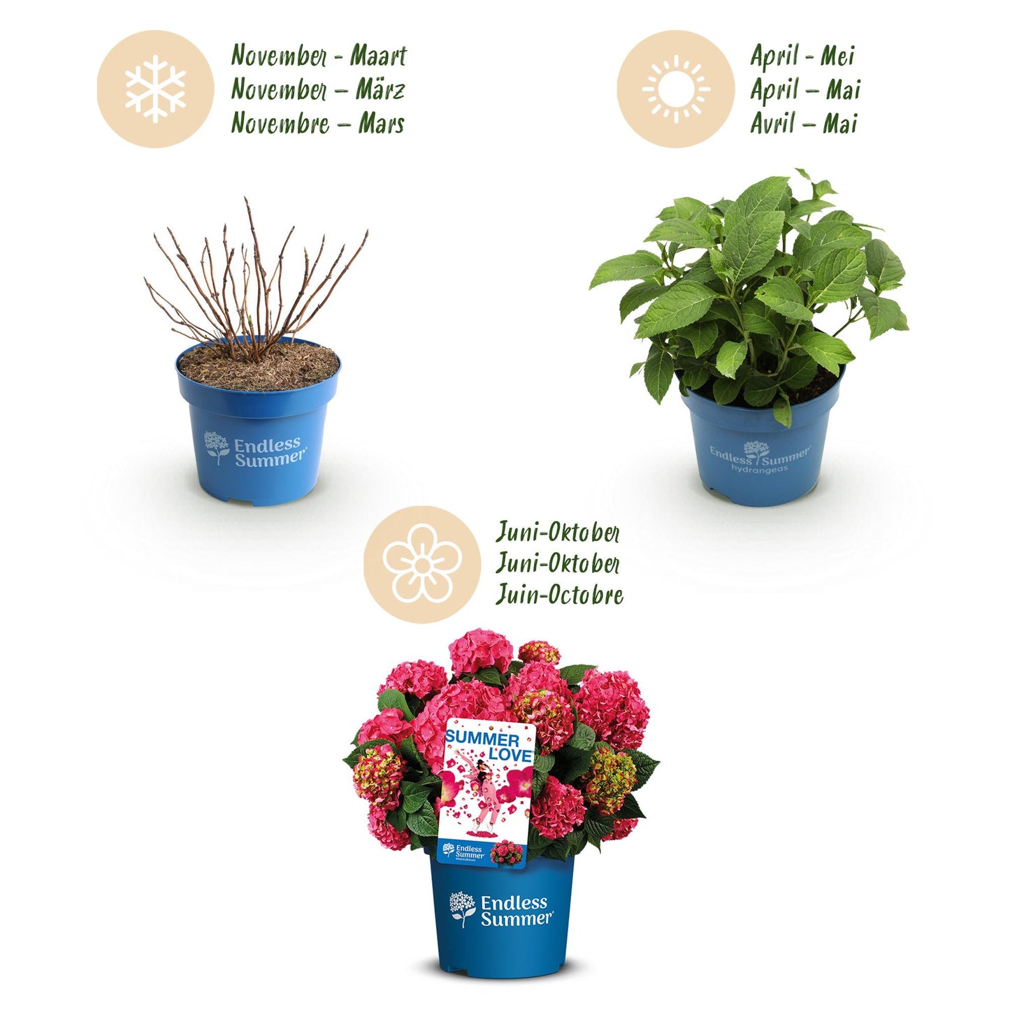 Green boutiQ - Tuinplant - Hydrangea Endles Summer Summer Love Red - Hortensia - Winterhard - Rood - 1 Plant - Pot 14cm - Hoogte 20-25cm