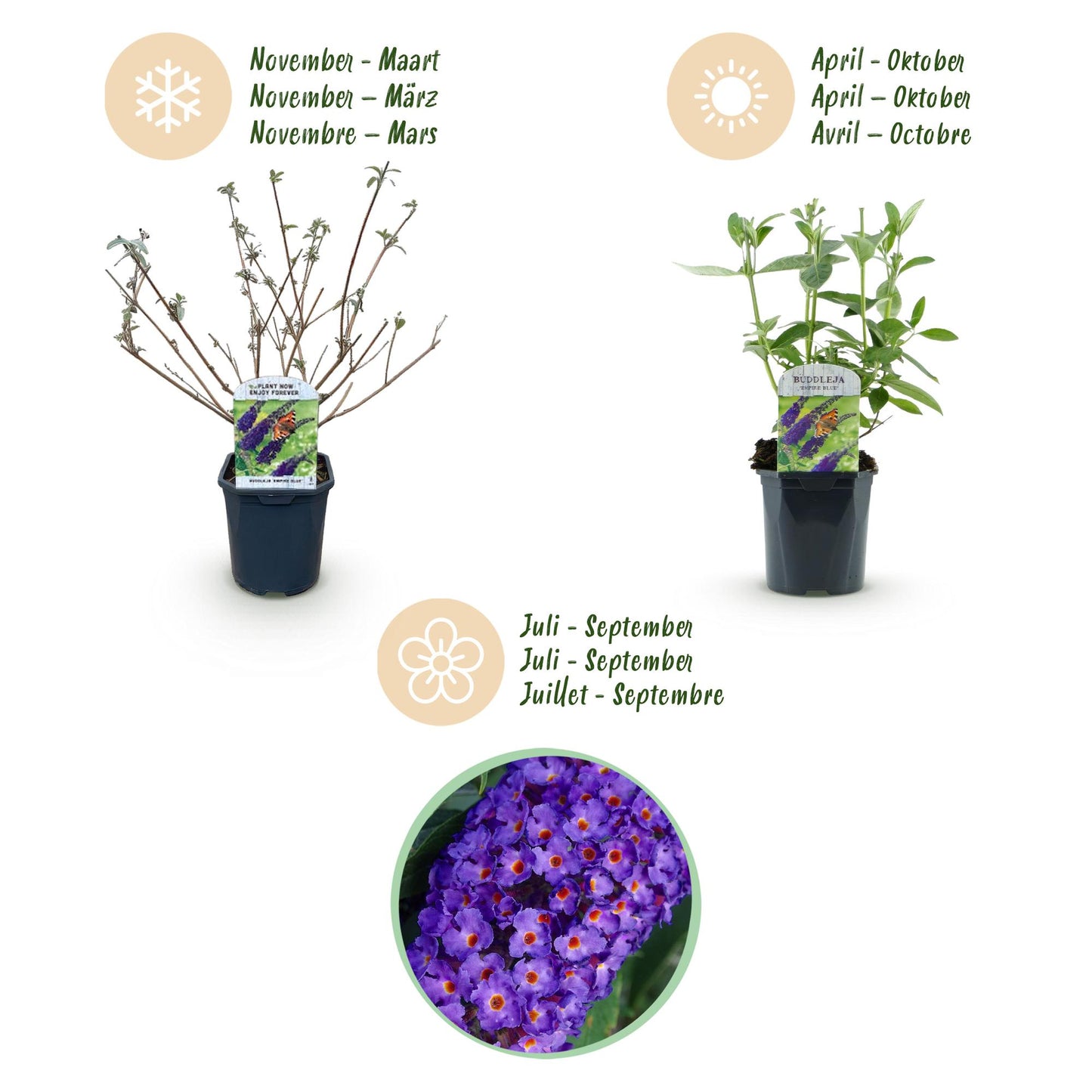 Green boutiQ - Tuinplant - Buddleja davidii Empire Blue - Vlinderstruik - Winterhard - Blauw - 3 Planten - Pot 17cm - Hoogte 45cm