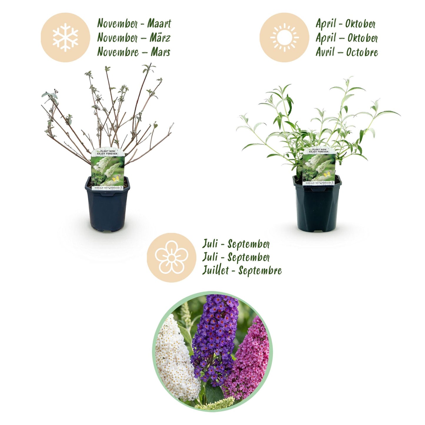Green boutiQ - Tuinplant - Buddleja davidii Tricolour - Vlinderstruik - Winterhard - Blauw - Roze - Wit - 3 Planten - Pot 17cm - Hoogte 45cm