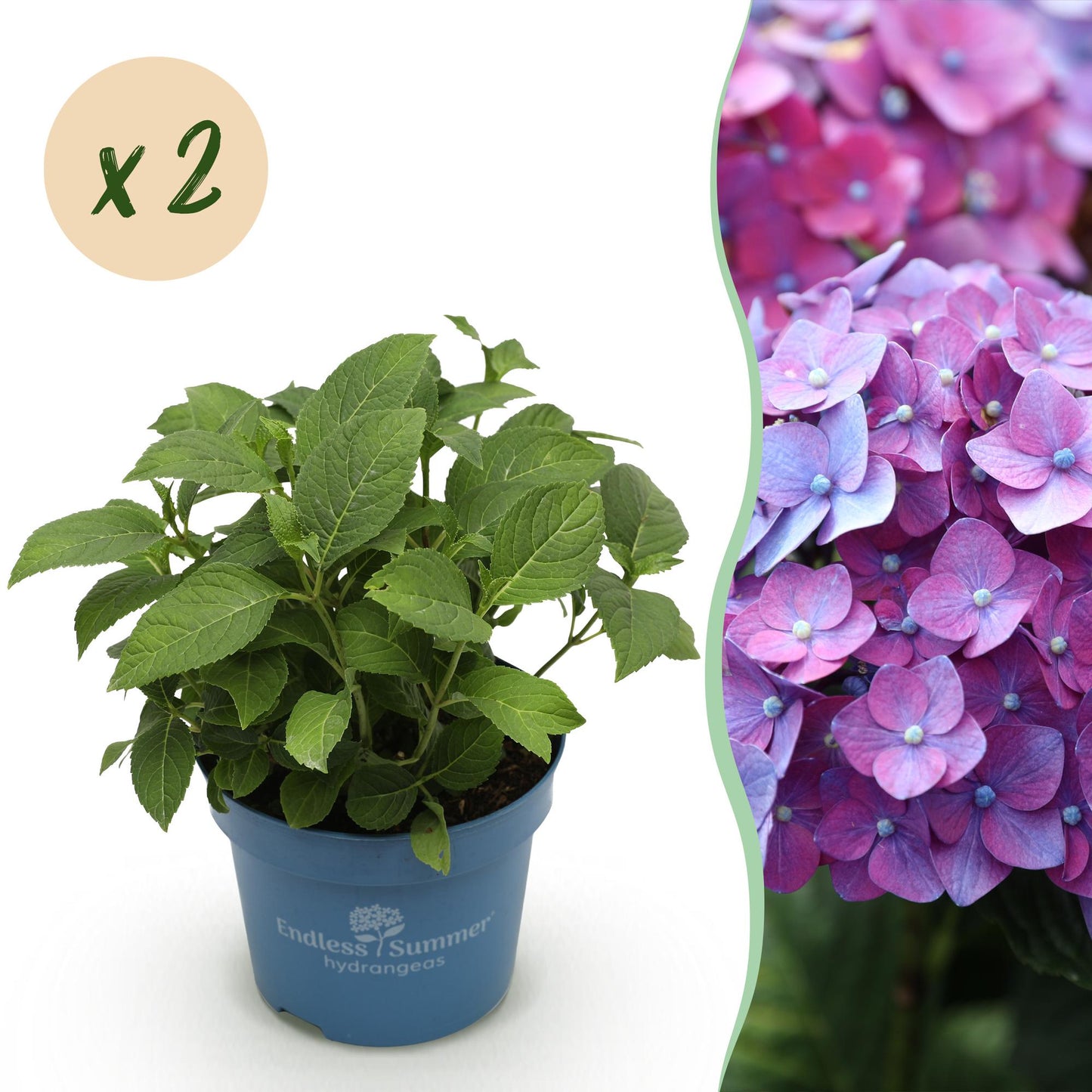 Green boutiQ - Tuinplant - Hydrangea Endles Summer Summer Love Purple - Hortensia - Winterhard - Paars - 2 Planten - Pot 14cm - Hoogte 20-25cm
