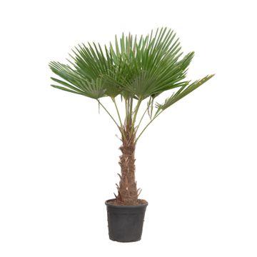 Trachycarpus Fortuneii - 180-220 cm - Ø40cm