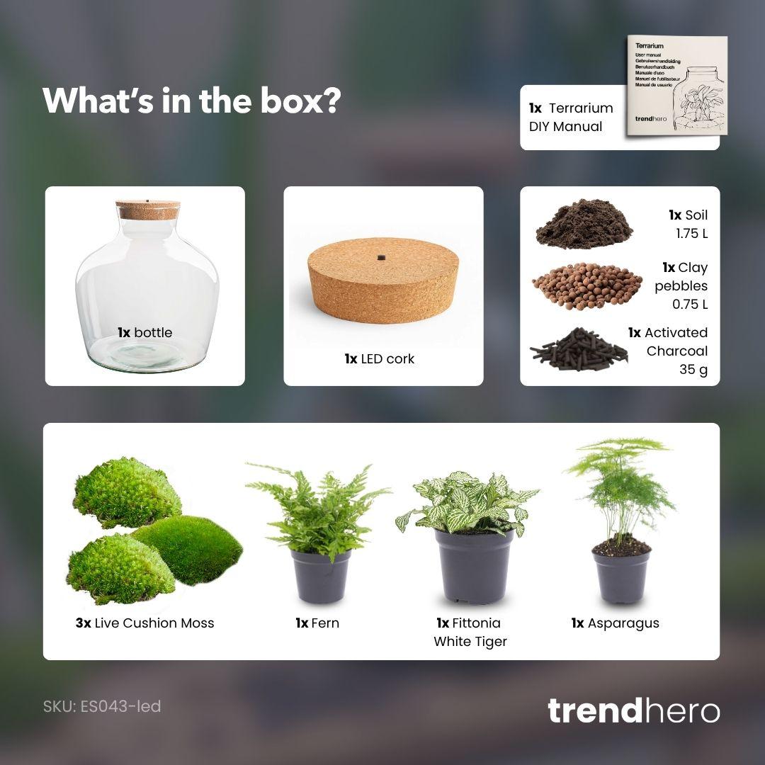 DIY Planten terrarium met licht - Fat Joe Green - Ø 29 cm ↑ 30 cm - No tools