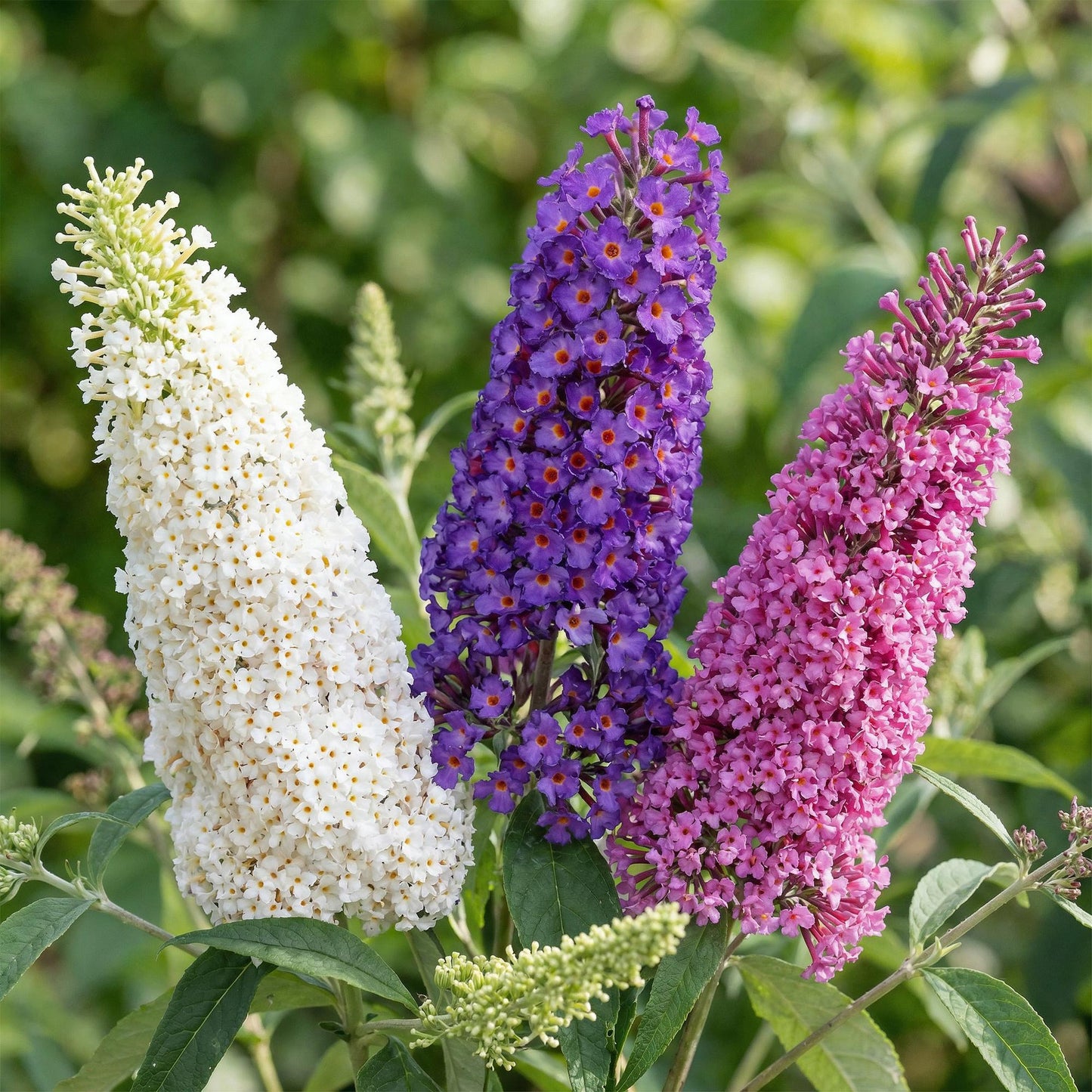 Green boutiQ - Tuinplant - Buddleja davidii Tricolour - Vlinderstruik - Winterhard - Blauw - Roze - Wit - 3 Planten - Pot 17cm - Hoogte 45cm
