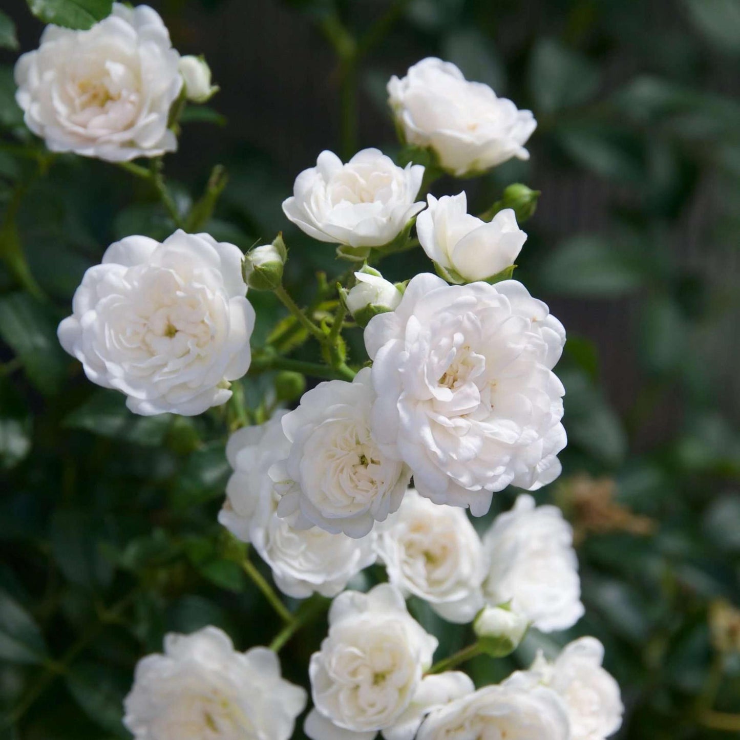 Green boutiQ - Tuin Roos - Rosa White Fairy - Roos - Winterhard - Wit - 1 Plant - Pot 12cm - Hoogte Hoogte 20-25cm