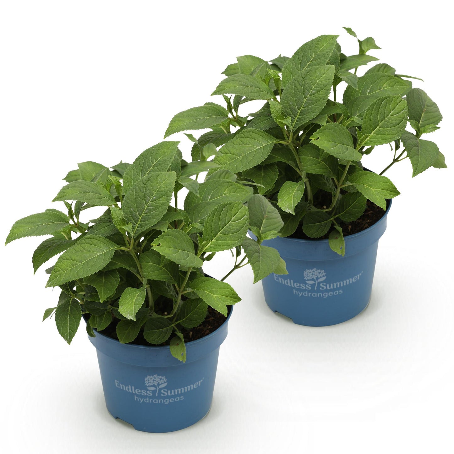 Green boutiQ - Tuinplant - Hydrangea Endles Summer The Orginal Blue - Hortensia - Winterhard - Blauw - 2 Planten - Pot 14cm - Hoogte 20-25cm